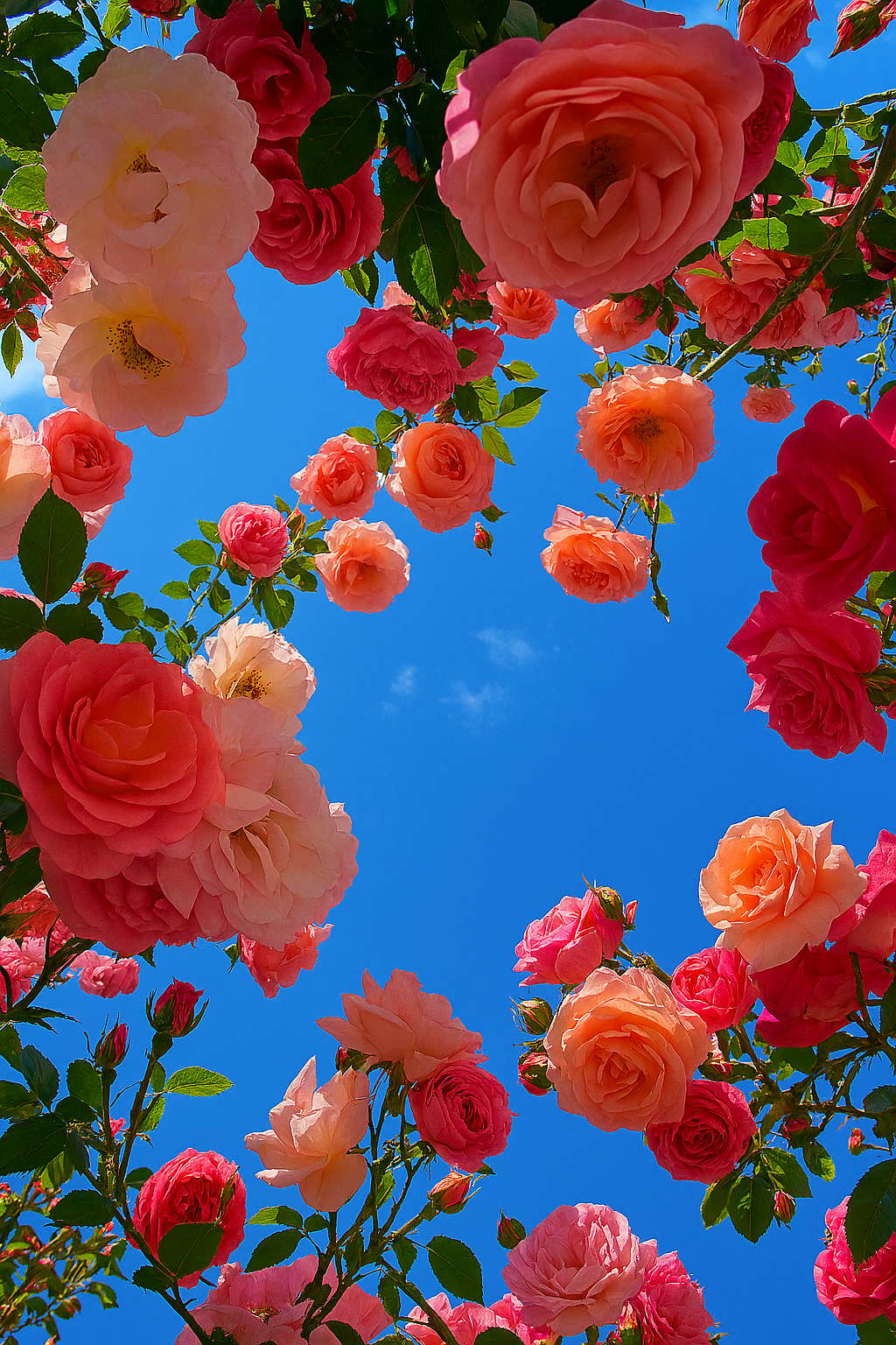 Floral Family